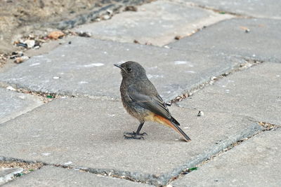 High angle view of bird perching on street