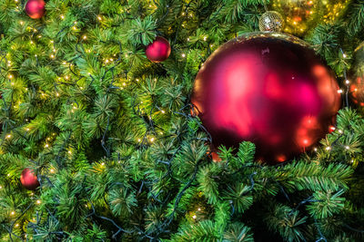 Close-up of christmas tree