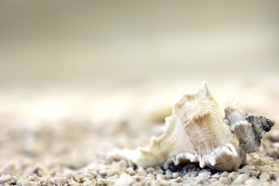 Close-up of seashell on rock