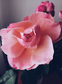 Close-up of pink rose