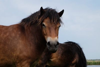 Close-up of horse on field against sky