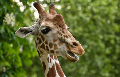 Close-up of a giraffe against blurred background