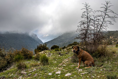 View of a dog on mountain against cloudy sky