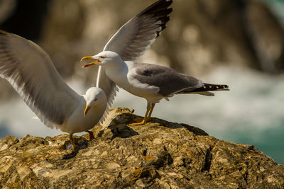 Seagulls flying over rocks