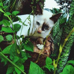 Portrait of cat on plant