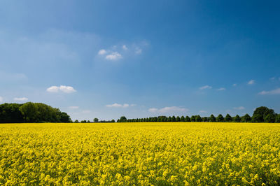 Scenic view of oilseed rape field against sky