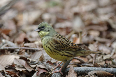 Close-up of bird perching on field