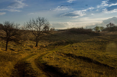 Bare trees on field against sky during sunset