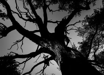 Low angle view of silhouette tree against sky