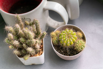 High angle view of potted plants on table