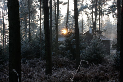 Pine trees in forest during winter