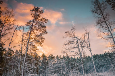 Low angle view of bare trees against sky during sunset