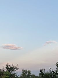 Low angle view of trees against sky