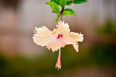 Close-up of red flowering plant