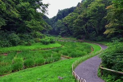 Traditional japanese gardens in public parks in tokyo, japan. ponds bonsai walking path. asia.