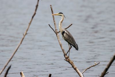 Bird perching on a lake