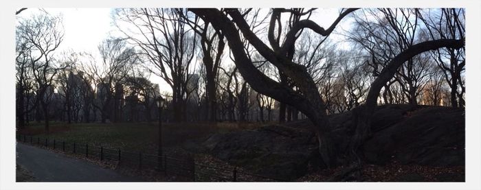 Bare trees on field at sunset