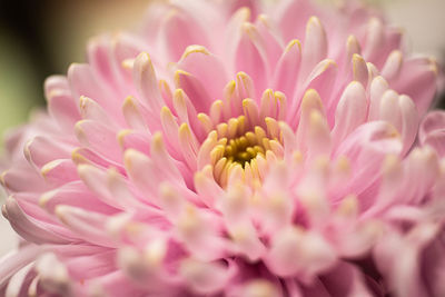 Close-up of pink flower