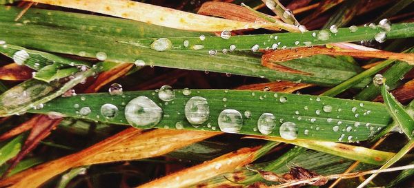 Close-up of raindrops on leaves