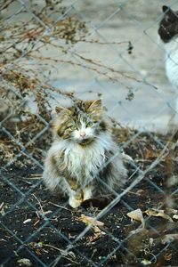 Portrait of cat