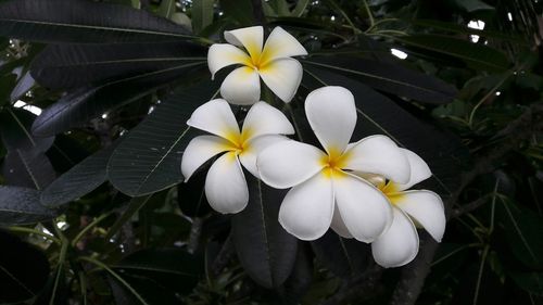 Close-up of white flowers