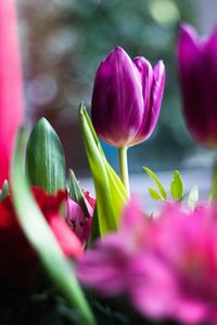 Close-up of pink tulip