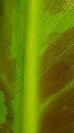 Full frame shot of tree