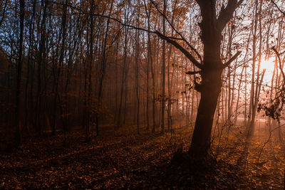 Trees in forest during autumn