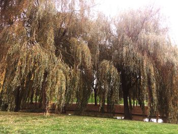 Trees growing in park