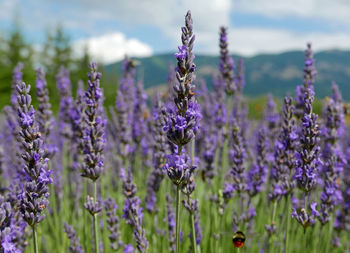 Close-up of purple flowering plants on field