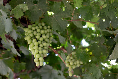 Close-up of berries growing on tree