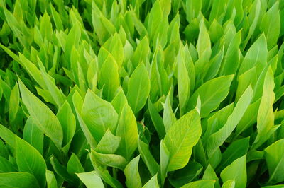 Full frame shot of fresh green plants