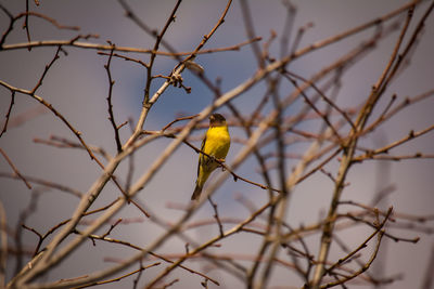 Bird perching on a branch