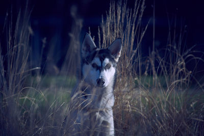 Portrait of dog standing on field