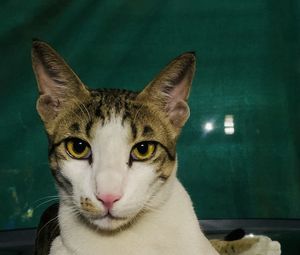 Close-up portrait of tabby cat