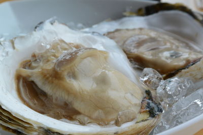Close-up of fresh oysters in plate