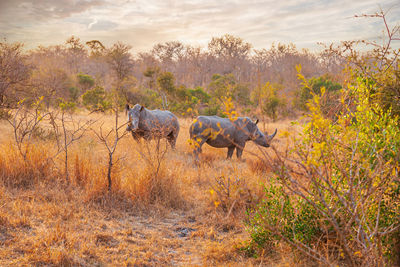 Pair of endangered black rhinos standing close together