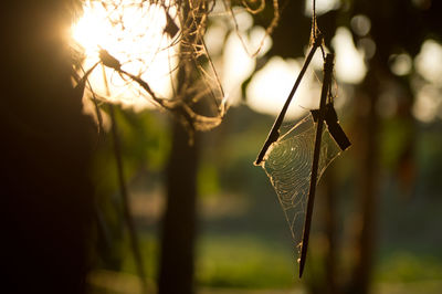 Close-up of spider web on plant