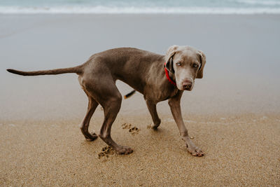 Cute weimaraner dog with gray coat playing looking at camera on sandy shore with traces near waving sea in coastal area