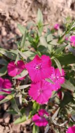 Close-up of pink flowers blooming outdoors