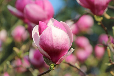 Close-up of pink rose flower