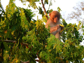 Low angle view of monkey on tree