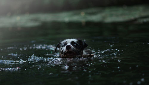 Close-up of dog