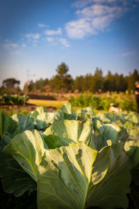 Close-up of leaves on field against sky