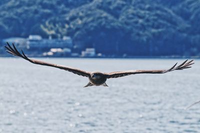 Hawk flying over sea