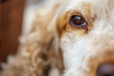 Close-up of dog