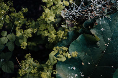 Close-up of flowering plants against trees