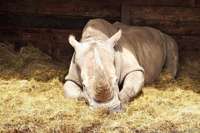 Rhinoceros sitting on straw