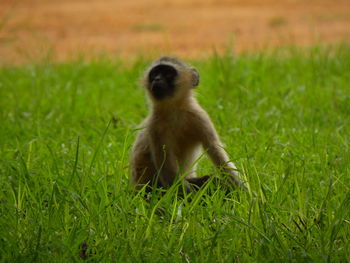 Monkey sitting in a field