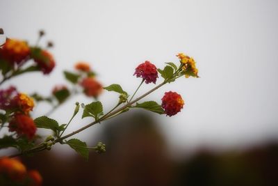 Close-up of red flowers growing on tree